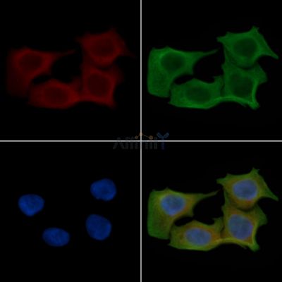 SYT11 Antibody - DF4552 staining Hela cells(45min of heat-shock) by IF/ICC.
