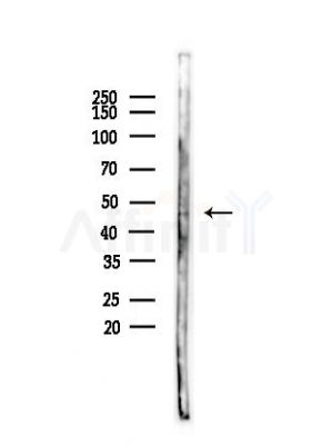 SYT13 Antibody - Western blot analysis of lysates from HepG2 cells(heat-shock,45min treatment), using SYT13 Antibody at 1/1000 dilution.