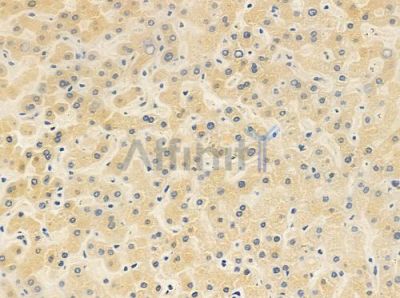 TRAPPC3 Antibody - DF4569 at 1/100 staining human normal liver tissue by IHC-P.
