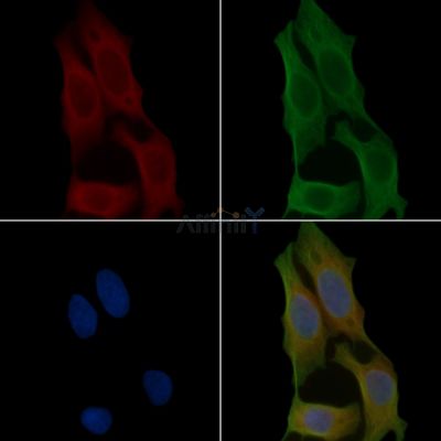 CACNG7 Antibody - DF4613 staining Hela cells(45min of heat-shock) by IF/ICC.
