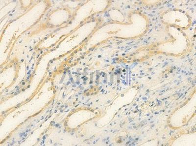 A20A1 Antibody - DF4658 at 1/100 staining human normal kidney tissue by IHC-P.