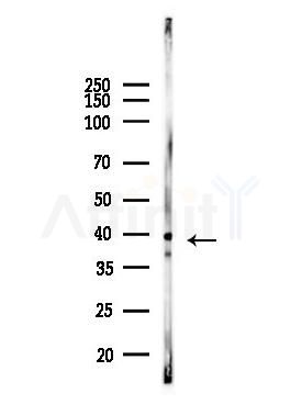CDX2 Antibody - Western blot analysis of lysates from Mouse liver, using CDX2 Antibody at 1/1000 dilution.