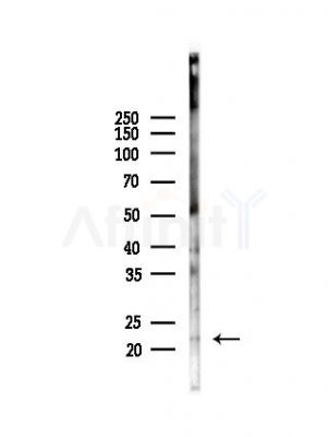 NDFIP1 Antibody - Western blot analysis of lysates from Mouse brain, using NDFIP1 Antibody at 1/1000 dilution.