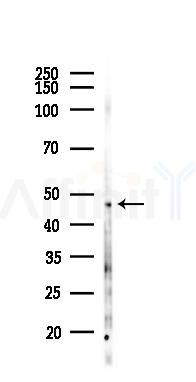 BRE Antibody - Western blot analysis of lysates from 293 cells(UV,30min treatment), using BRE Antibody at 1/1000 dilution.