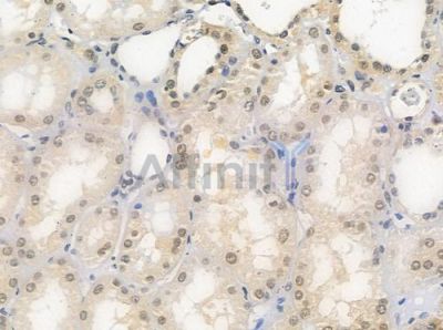 TAIP-12 Antibody - DF4725 at 1/100 staining human normal kidney tissue by IHC-P.