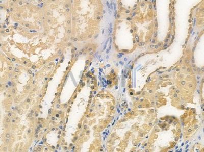 TRAF4 Antibody - DF4728 at 1/100 staining human normal kidney tissue by IHC-P.