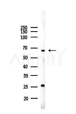 GATA6 Antibody - Western blot analysis of lysates from Mouse liver, using GATA6 Antibody at 1/1000 dilution.
