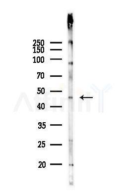 POU4F1 Antibody - Western blot analysis of lysates from Mouse liver, using POU4F1 Antibody at 1/1000 dilution.