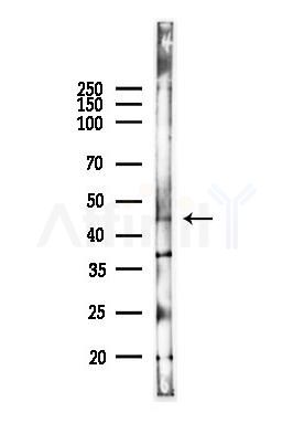 STK17B Antibody - Western blot analysis of lysates from Mouse liver, using STK17B Antibody at 1/1000 dilution.