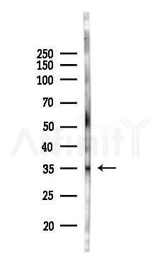 APOE Antibody - Western blot analysis of lysates from Mouse liver, using APOE Antibody at 1/1000 dilution.