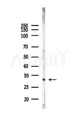 BTLA Antibody - Western blot analysis of lysates from Mouse liver, using BTLA Antibody at 1/1000 dilution.