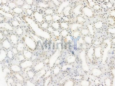 Acetyl-Histone H4 (Lys5) Antibody - DF4842 at 1/100 staining human normal kidney tissue by IHC-P.