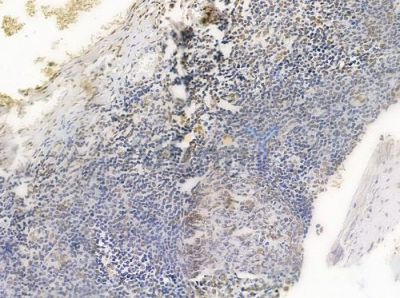 Acetyl-Histone H4 (Lys5) Antibody - DF4842 at 1/100 staining human normal tonsil tissue by IHC-P.