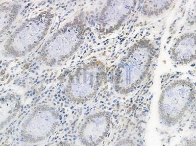 Acetyl-Histone H4 (Lys5) Antibody - DF4842 at 1/100 staining human normal colon tissue by IHC-P.