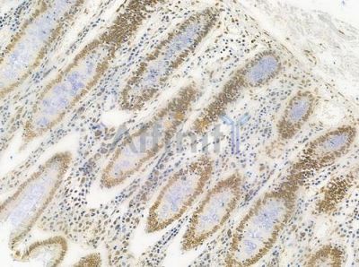 Acetyl-Histone H4 (Lys5) Antibody - DF4842 at 1/100 staining human normal colon tissue by IHC-P.