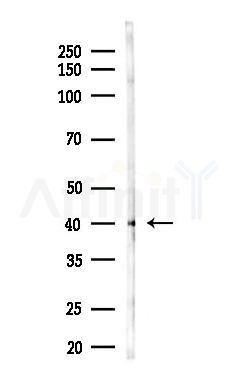 BRS3 Antibody - Western blot analysis of lysates from Rat brain, using BRS3 Antibody at 1/1000 dilution.