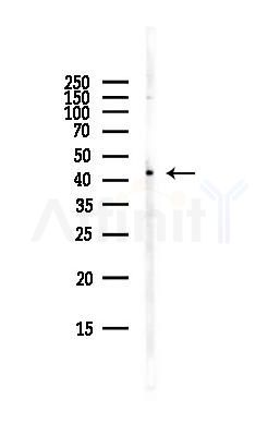 CCR7 Antibody - Western blot analysis of lysates from Hela cells(starvation,24h treatment), using CCR7 Antibody at 1/1000 dilution.