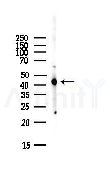 EDG1 Antibody - Western blot analysis of lysates from HepG2 cells(LPS,4h treatment), using EDG1 Antibody at 1/1000 dilution.