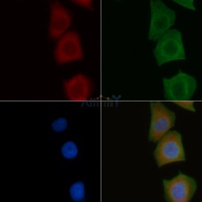 EDG5 Antibody - DF4871 staining Hela cells by IF/ICC.