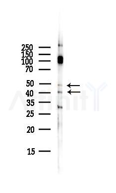 PTGER2 Antibody - Western blot analysis of lysates from HepG2 cells(LPS,4h treatment), using PTGER2 Antibody at 1/1000 dilution.