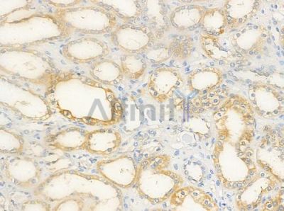 GPR110 Antibody - DF4891 at 1/100 staining human normal kidney tissue by IHC-P.