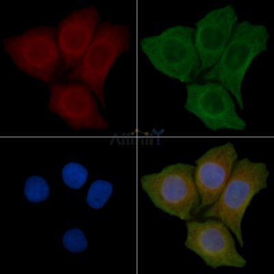 GPR152 Antibody - DF4897 staining Hela cells(45min of heat-shock) by IF/ICC.