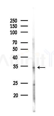 GPR174 Antibody - Western blot analysis of lysates from PC12 cells(UV,30min treatment), using GPR174 Antibody at 1/1000 dilution.