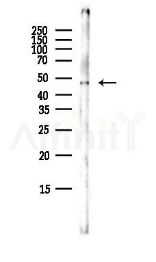 CHRM1 Antibody - Western blot analysis of lysates from Mouse liver, using CHRM1 Antibody at 1/1000 dilution.