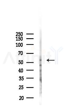 CG028 Antibody - Western blot analysis of lysates from RAW264.
