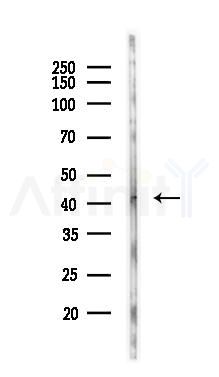 EDG5 Antibody - Western blot analysis of lysates from Rat liver, using EDG5 Antibody at 1/1000 dilution.