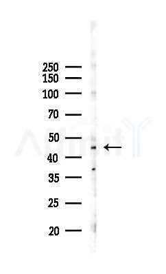 GPR137C Antibody - Western blot analysis of lysates from Hela cells(starvation,24h treatment), using GPR137C Antibody at 1/1000 dilution.