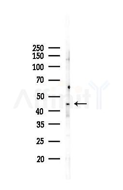 GPR137C Antibody - Western blot analysis of lysates from RAW264.