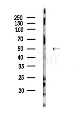 GPR135 Antibody - Western blot analysis of lysates from HepG2 cells(starvation,24h treatment), using GPR135 Antibody at 1/1000 dilution.