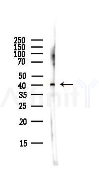 GPR17 Antibody - Western blot analysis of lysates from HepG2 cells(LPS,4h treatment), using GPR17 Antibody at 1/1000 dilution.