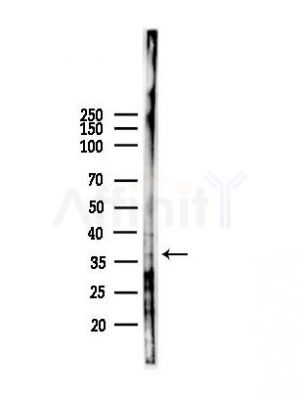 MRGX1 Antibody - Western blot analysis of lysates from B16F10-LUC cells(heat-shock,45min treatment), using MRGX1 Antibody at 1/1000 dilution.