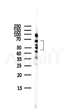 NK1R Antibody - Western blot analysis of lysates from HepG2 cells(LPS,4h treatment), using NK1R Antibody at 1/1000 dilution.