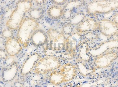 OR10C1 Antibody - DF5006 at 1/100 staining human normal kidney tissue by IHC-P.