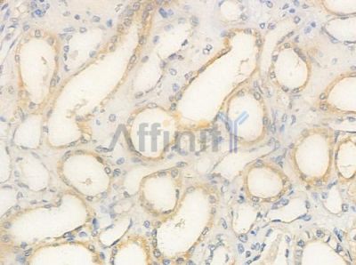 OR2T2/2T35 Antibody - DF5017 at 1/100 staining human normal kidney tissue by IHC-P.