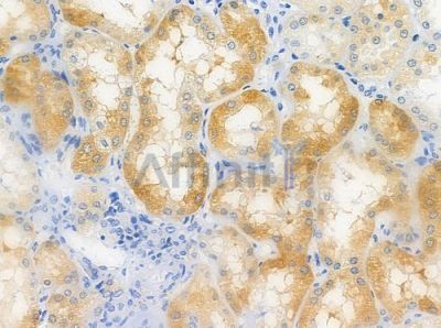 OR52A4 Antibody - DF5025 at 1/100 staining human normal kidney tissue by IHC-P.