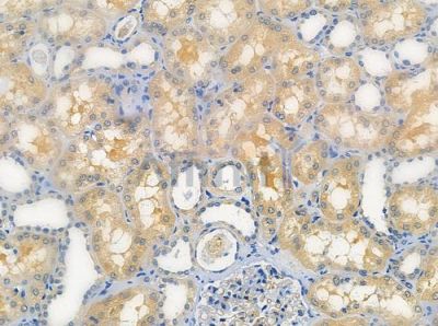 OR52E1 Antibody - DF5028 at 1/100 staining human normal kidney tissue by IHC-P.
