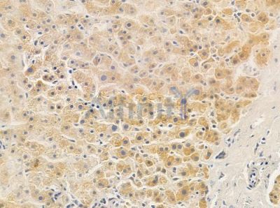 OR52E2 Antibody - DF5029 at 1/100 staining human normal liver tissue by IHC-P.