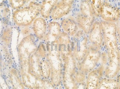 OR5AK3P Antibody - DF5034 at 1/100 staining human normal kidney tissue by IHC-P.