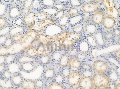 OR6C70 Antibody - DF5038 at 1/100 staining human normal kidney tissue by IHC-P.