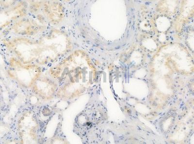 OR10D4 Antibody - DF5048 at 1/100 staining human normal kidney tissue by IHC-P.