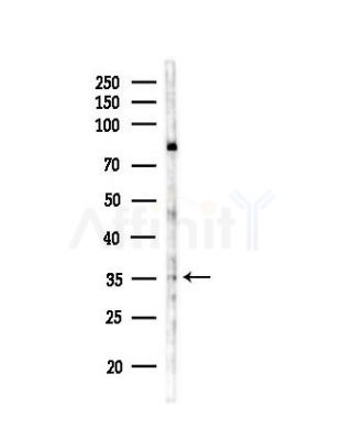 OR2C1 Antibody - Western blot analysis of lysates from RAW264.