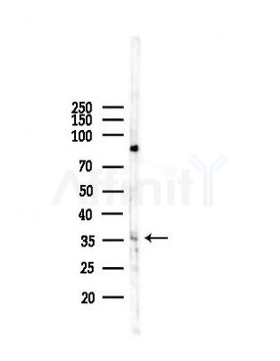 OR2C1 Antibody - Western blot analysis of lysates from B16F10-LUC cells(heat-shock,45min treatment), using OR2C1 Antibody at 1/1000 dilution.