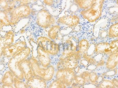 OR4A15 Antibody - DF5083 at 1/100 staining human normal kidney tissue by IHC-P.