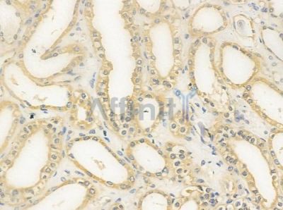OR4A4/47 Antibody - DF5085 at 1/100 staining human normal kidney tissue by IHC-P.