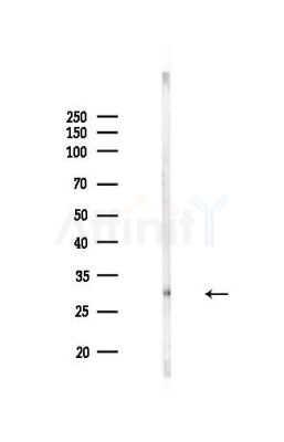 OR4L1 Antibody - Western blot analysis of lysates from MDA-MB-231 cells(heat-shock,45min treatment), using OR4L1 Antibody at 1/1000 dilution.