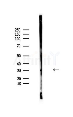OR5K1 Antibody - Western blot analysis of lysates from Mouse brain, using OR5K1 Antibody at 1/1000 dilution.